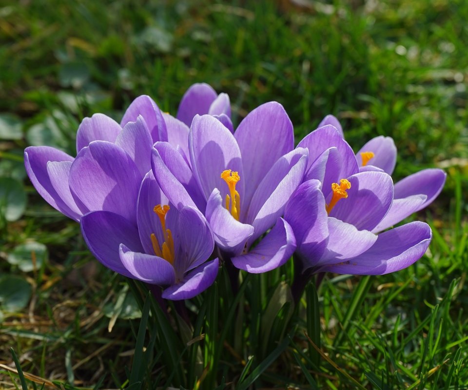 Обои цветы, трава, лепестки, весна, крокусы, подснежник, шафран, flowers, grass, petals, spring, crocuses, snowdrop, saffron разрешение 6000x4000 Загрузить