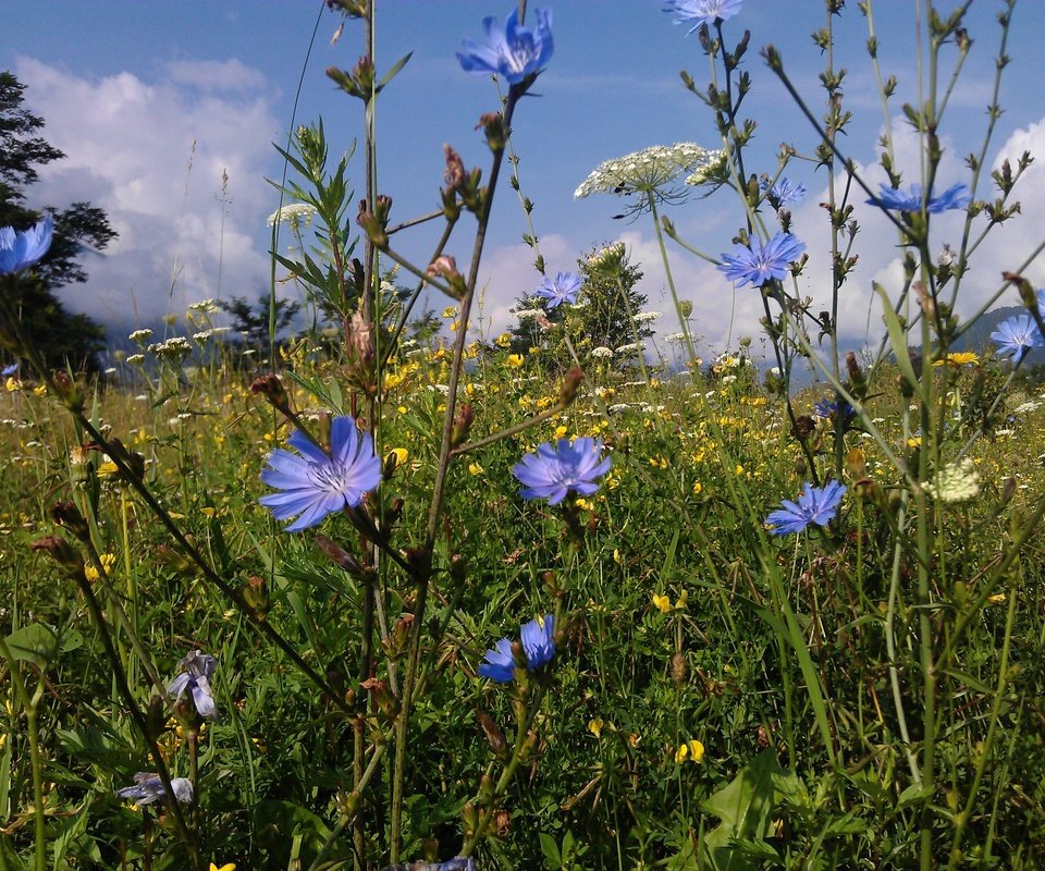 Обои цветы, трава, природа, лето, поляна, полевые цветы, цикорий, flowers, grass, nature, summer, glade, wildflowers, chicory разрешение 3264x2448 Загрузить