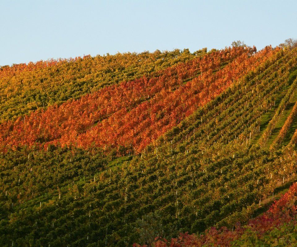 Обои природа, осень, виноградник, nature, autumn, vineyard разрешение 4608x3456 Загрузить