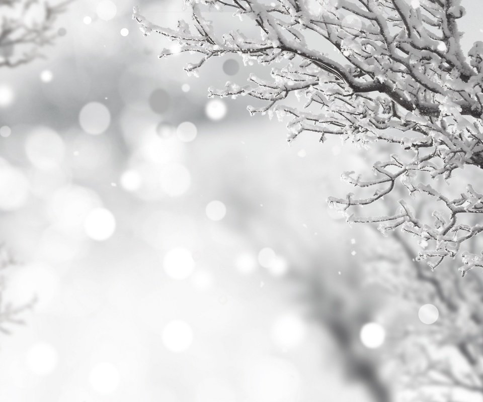 Обои снег, зима, ветки, иней, чёрно-белое, snow, winter, branches, frost, black and white разрешение 4350x3518 Загрузить