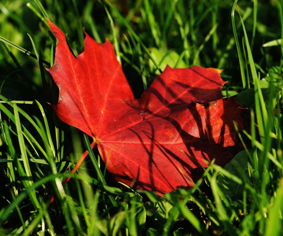 Обои трава, природа, осень, лист, клен, кленовый лист, grass, nature, autumn, sheet, maple, maple leaf разрешение 4280x3613 Загрузить