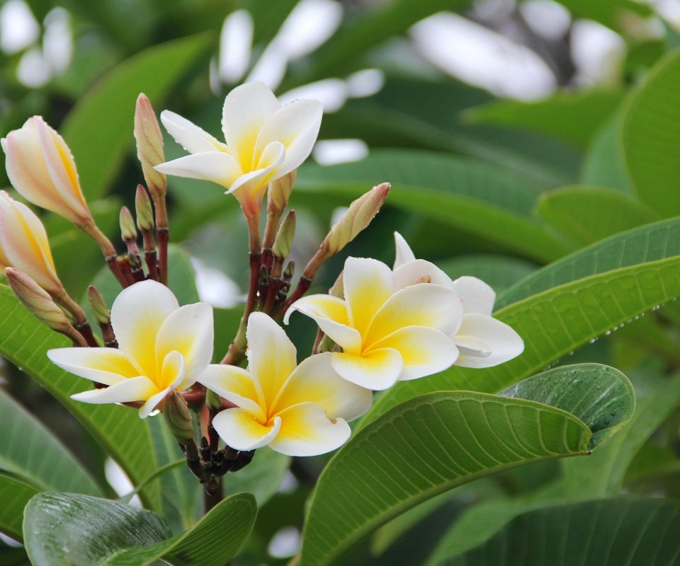 Обои цветы, листья, растение, плюмерия, франжипани, flowers, leaves, plant, plumeria, frangipani разрешение 5184x3456 Загрузить