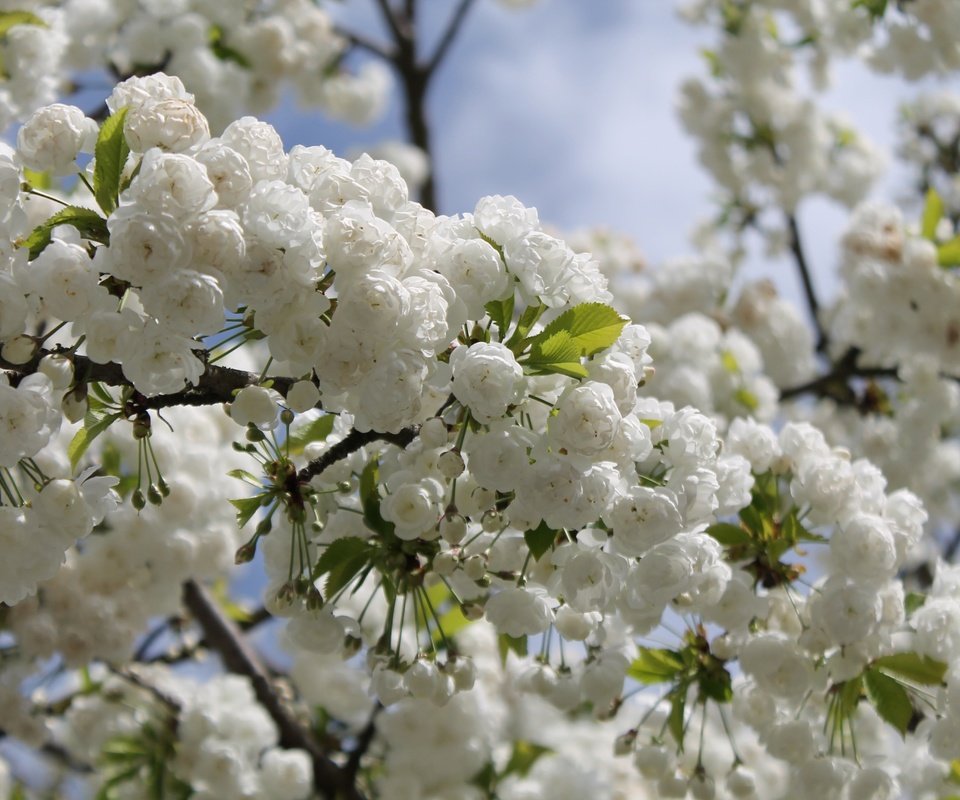 Обои небо, природа, дерево, цветение, ветки, весна, вишня, the sky, nature, tree, flowering, branches, spring, cherry разрешение 4272x2848 Загрузить