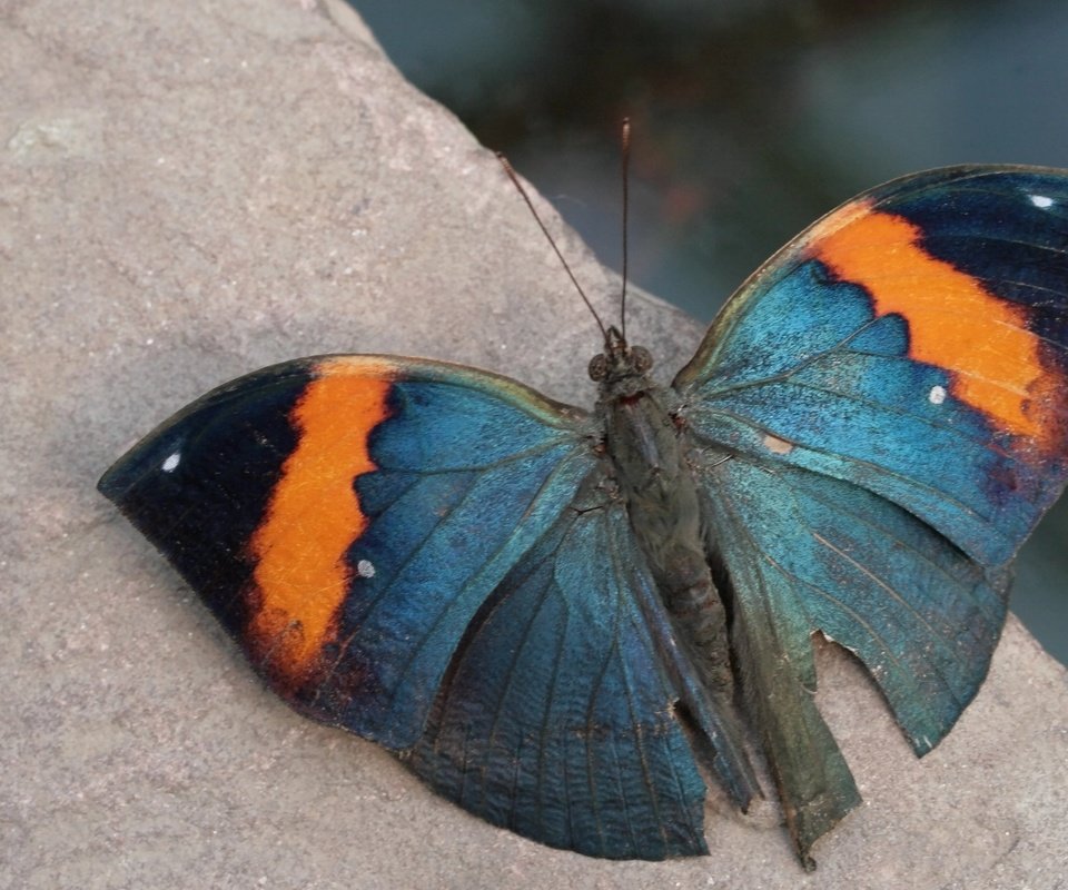 Обои насекомое, фон, бабочка, крылья, insect, background, butterfly, wings разрешение 3110x2073 Загрузить