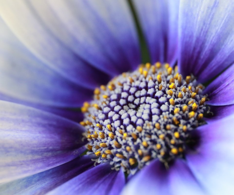 Обои цветок, лепестки, пыльца, гербера, маргаритка, крупным планом, сине-белый, flower, petals, pollen, gerbera, daisy, closeup, blue-white разрешение 5472x3648 Загрузить