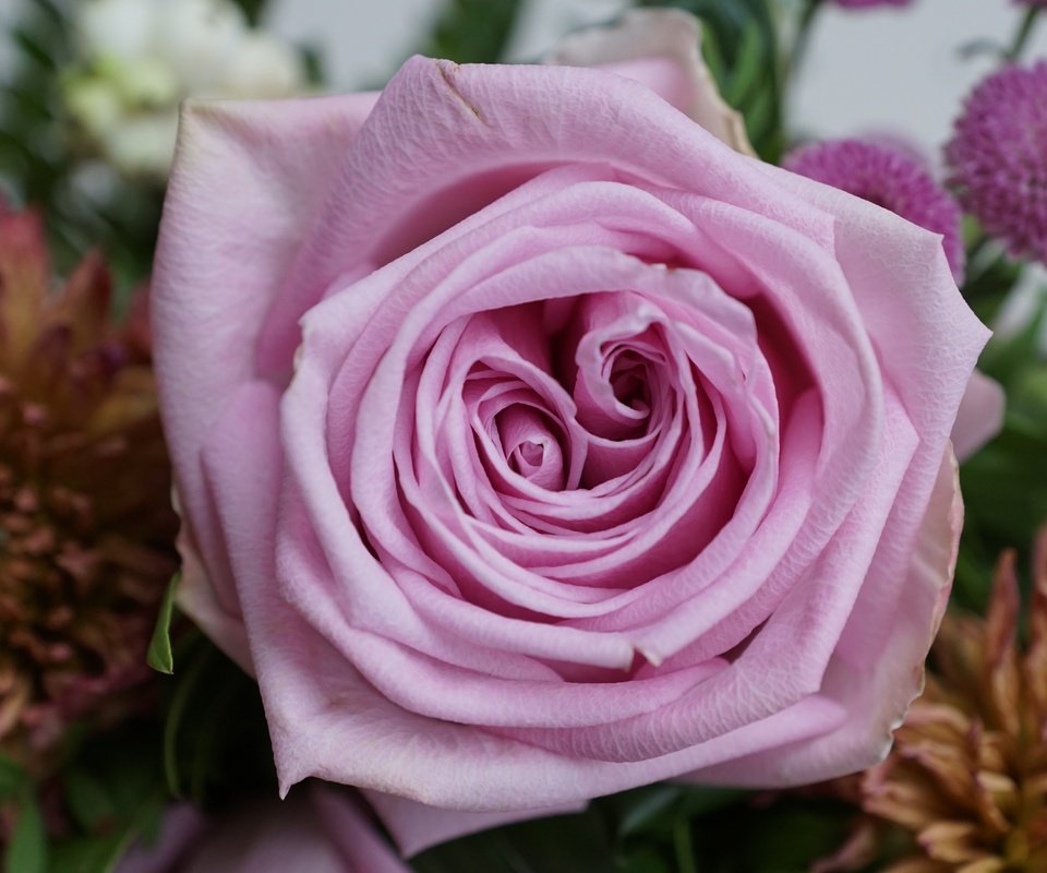 Обои цветок, роза, лепестки, букет, подарок, flower, rose, petals, bouquet, gift разрешение 6000x4000 Загрузить