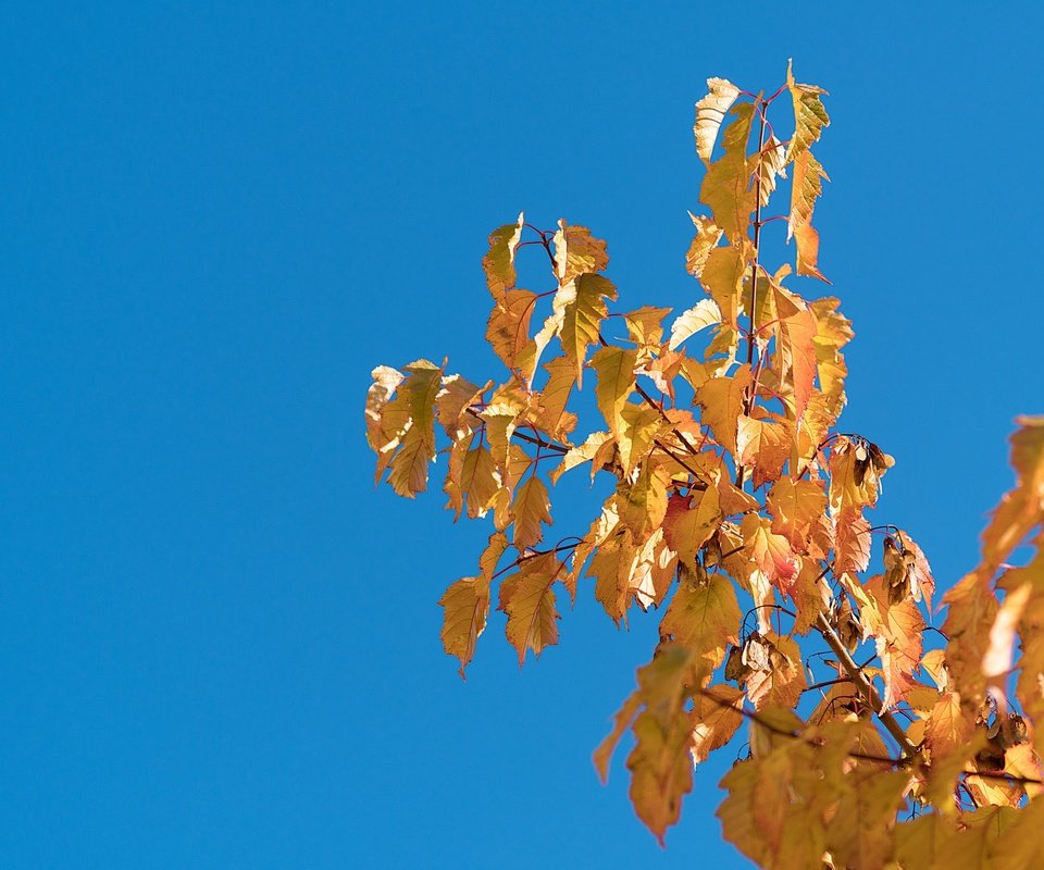 Обои небо, природа, дерево, листья, ветки, листва, осень, the sky, nature, tree, leaves, branches, foliage, autumn разрешение 4000x2667 Загрузить