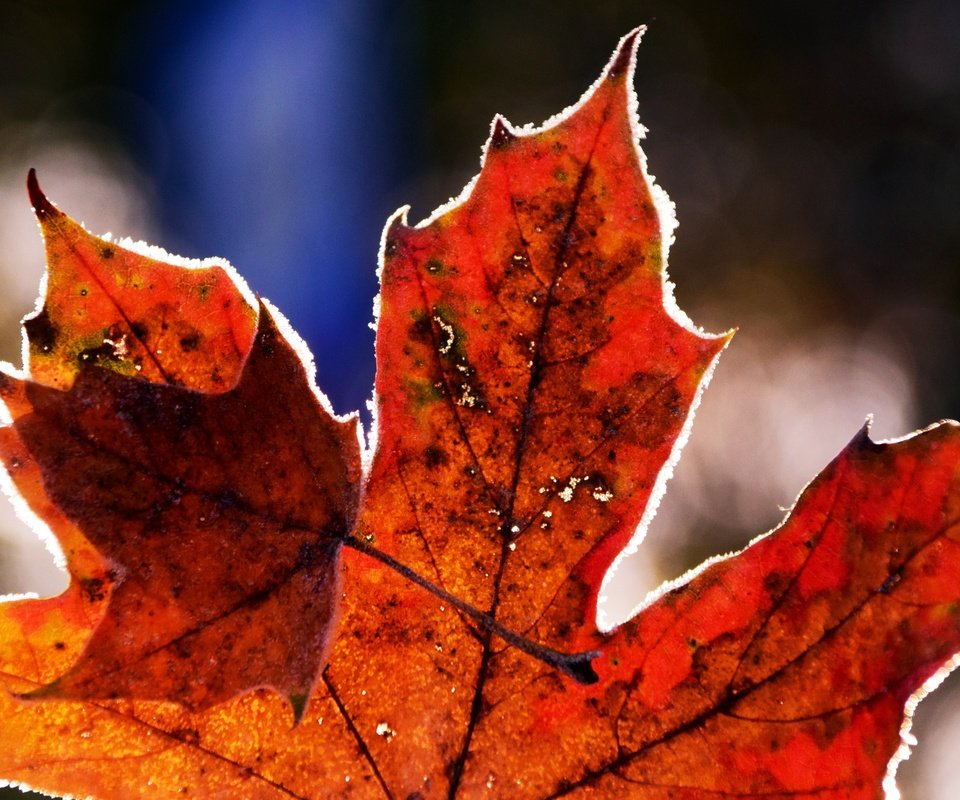 Обои природа, иней, осень, лист, холод, клен, кленовый лист, nature, frost, autumn, sheet, cold, maple, maple leaf разрешение 6000x4000 Загрузить