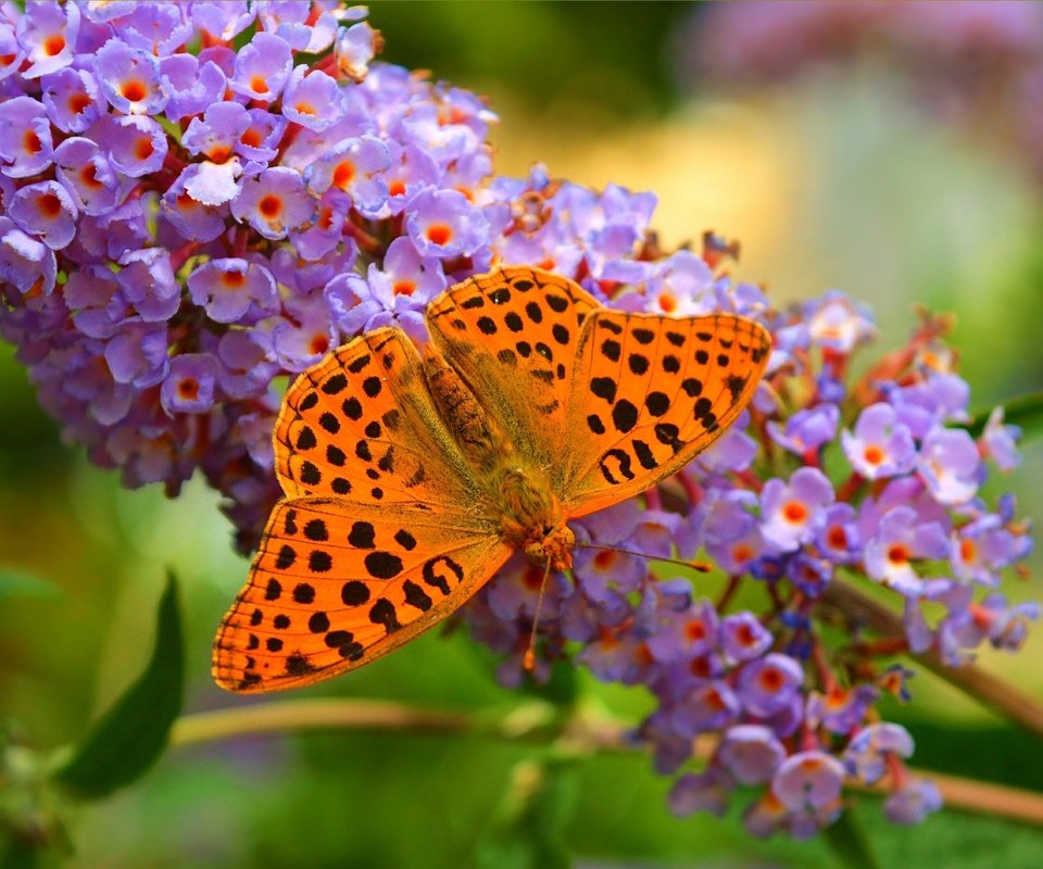 Обои цветы, природа, макро, бабочка, крылья, насекомые, размытость, flowers, nature, macro, butterfly, wings, insects, blur разрешение 3002x1857 Загрузить