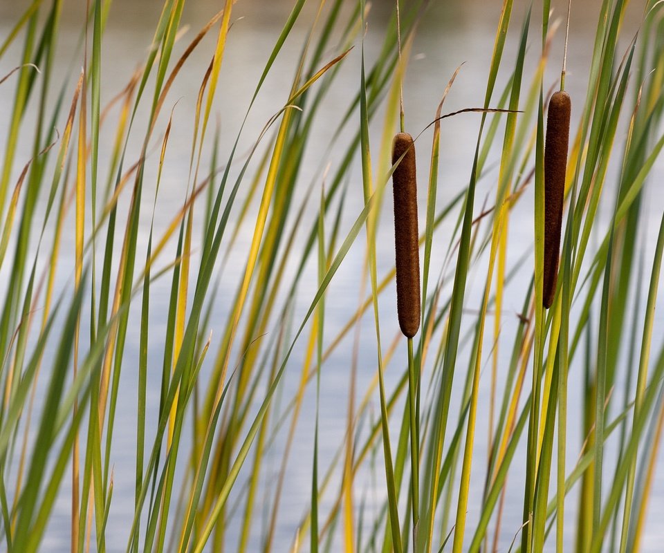 Обои трава, стебли, растение, камыши, камыш, grass, stems, plant, the reeds, reed разрешение 3504x2336 Загрузить