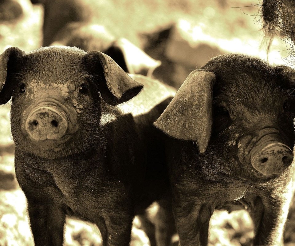 Обои свинья, свиньи, поросята, хрюшки, pig, pigs разрешение 2048x1334 Загрузить