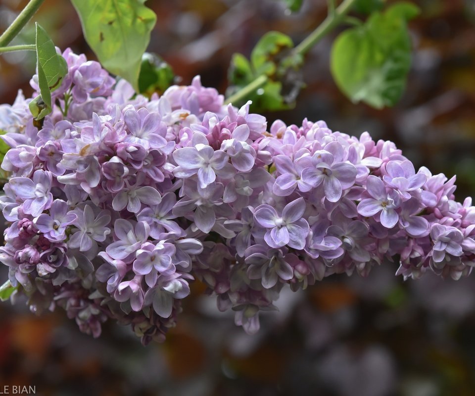 Обои цветы, цветение, размытость, весна, сирень, flowers, flowering, blur, spring, lilac разрешение 6000x4000 Загрузить