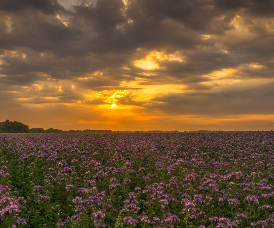 Обои небо, цветы, облака, закат, поле, полевые цветы, the sky, flowers, clouds, sunset, field, wildflowers разрешение 2126x1365 Загрузить