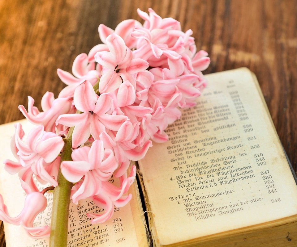 Обои цветок, весна, лепесток, розовый, книга, страницы, гиацинт, flower, spring, petal, pink, book, page, hyacinth разрешение 2000x1333 Загрузить