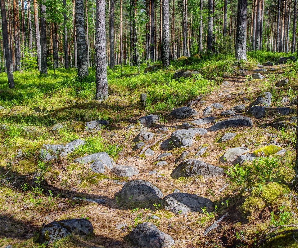 Обои трава, деревья, камни, лес, стволы, тропинка, финляндия, grass, trees, stones, forest, trunks, path, finland разрешение 6000x4004 Загрузить