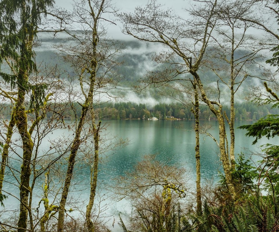 Обои деревья, озеро, лес, туман, сша, olympic national park, lake crescent, национальный парк олимпик, trees, lake, forest, fog, usa разрешение 2200x1425 Загрузить