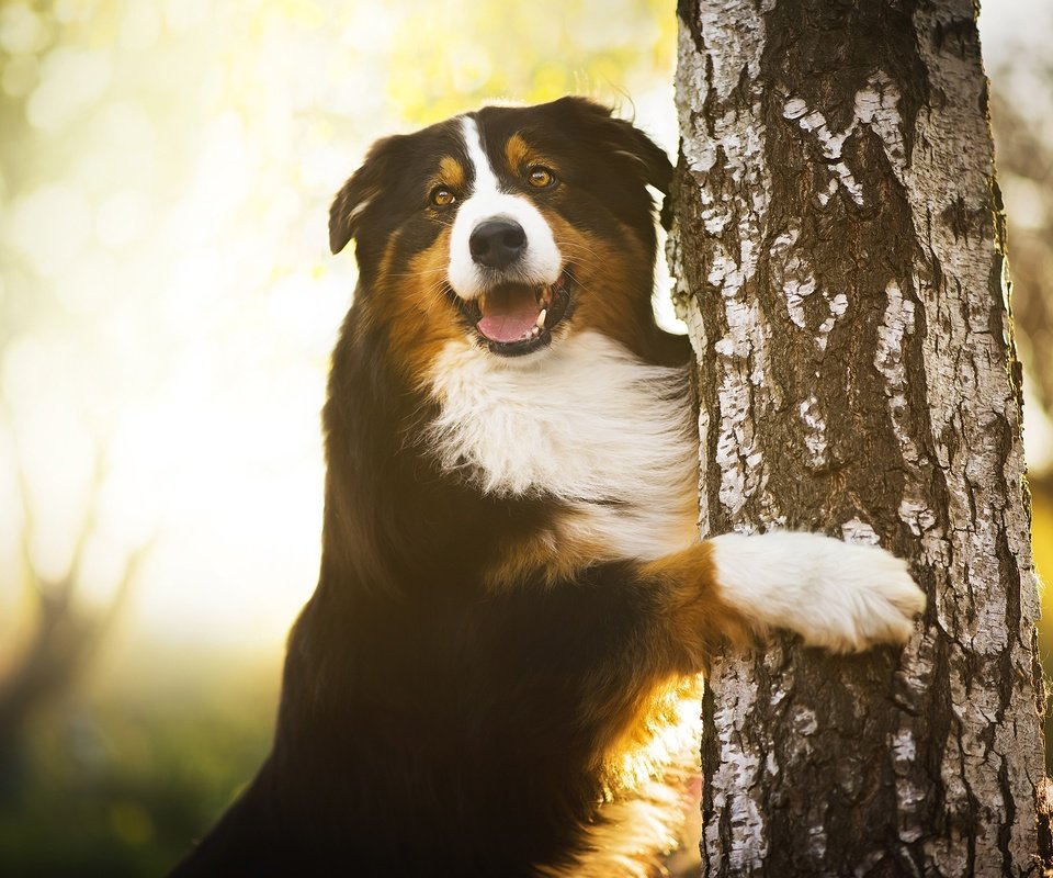 Обои дерево, лапы, собака, береза, бернский зенненхунд, chilli, tree, paws, dog, birch, bernese mountain dog разрешение 2048x1346 Загрузить