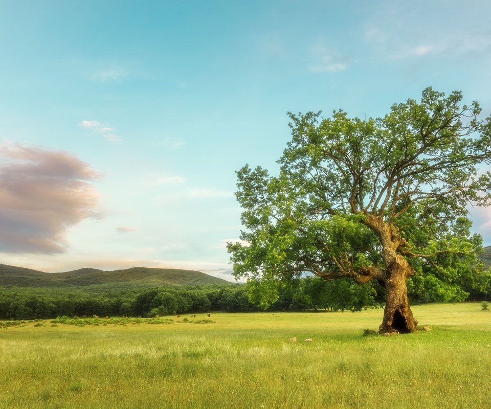 Обои небо, облака, дерево, поле, лето, the sky, clouds, tree, field, summer разрешение 6000x4000 Загрузить