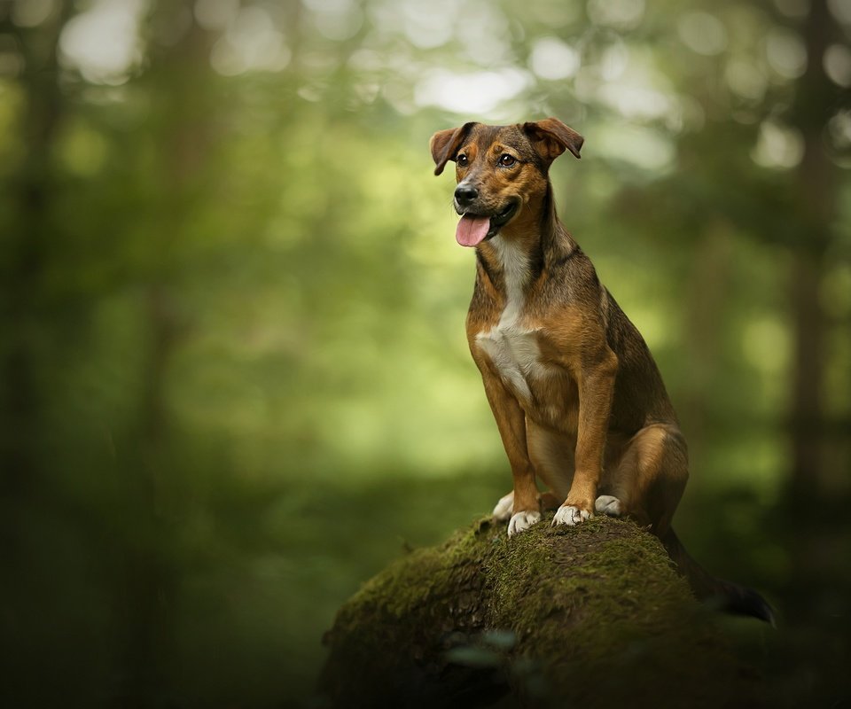 Обои дерево, собака, камень, мох, язык, боке, родезийский риджбек, tree, dog, stone, moss, language, bokeh, rhodesian ridgeback разрешение 2048x1367 Загрузить