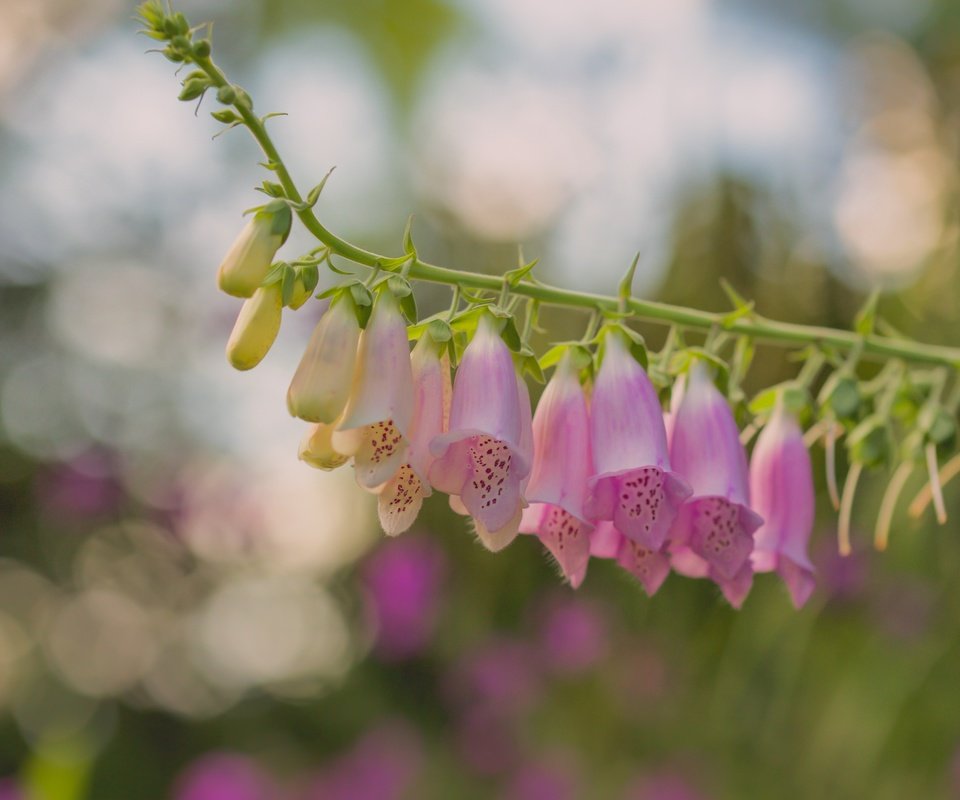 Обои цветы, макро, боке, дигиталис, наперстянка, paula w, flowers, macro, bokeh, digitalis разрешение 2400x1606 Загрузить