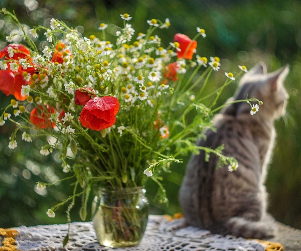 Обои цветы, кот, кошка, стол, маки, ромашки, букет, flowers, cat, table, maki, chamomile, bouquet разрешение 1920x1271 Загрузить