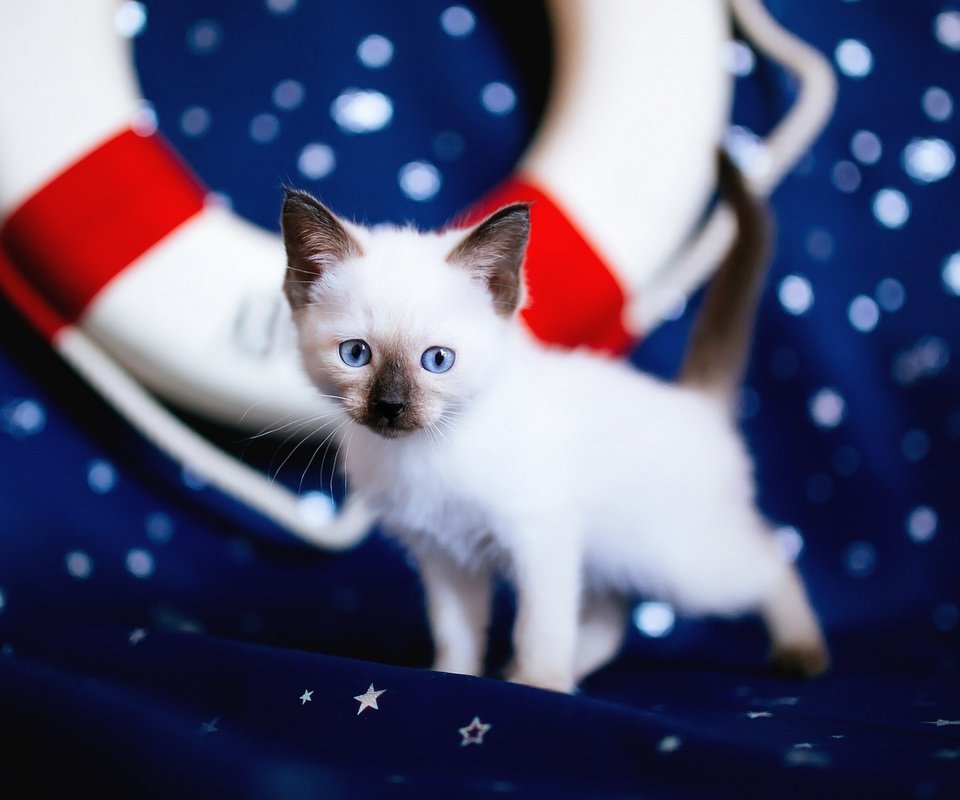 Обои кошка, спасательный круг, взгляд, котенок, ткань, мордашка, звездочки, голубые глаза, рэгдолл, cat, lifeline, look, kitty, fabric, face, stars, blue eyes, ragdoll разрешение 2048x1152 Загрузить