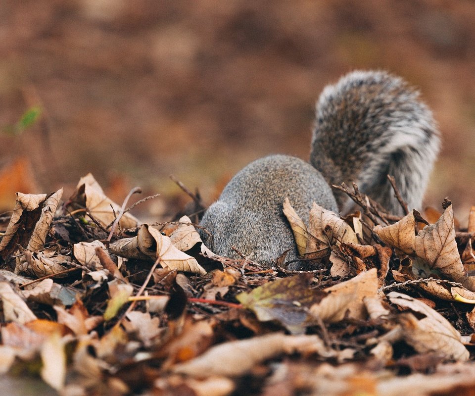 Обои природа, листья, осень, пушистый, белка, хвост, белочка, nature, leaves, autumn, fluffy, protein, tail, squirrel разрешение 2048x1102 Загрузить