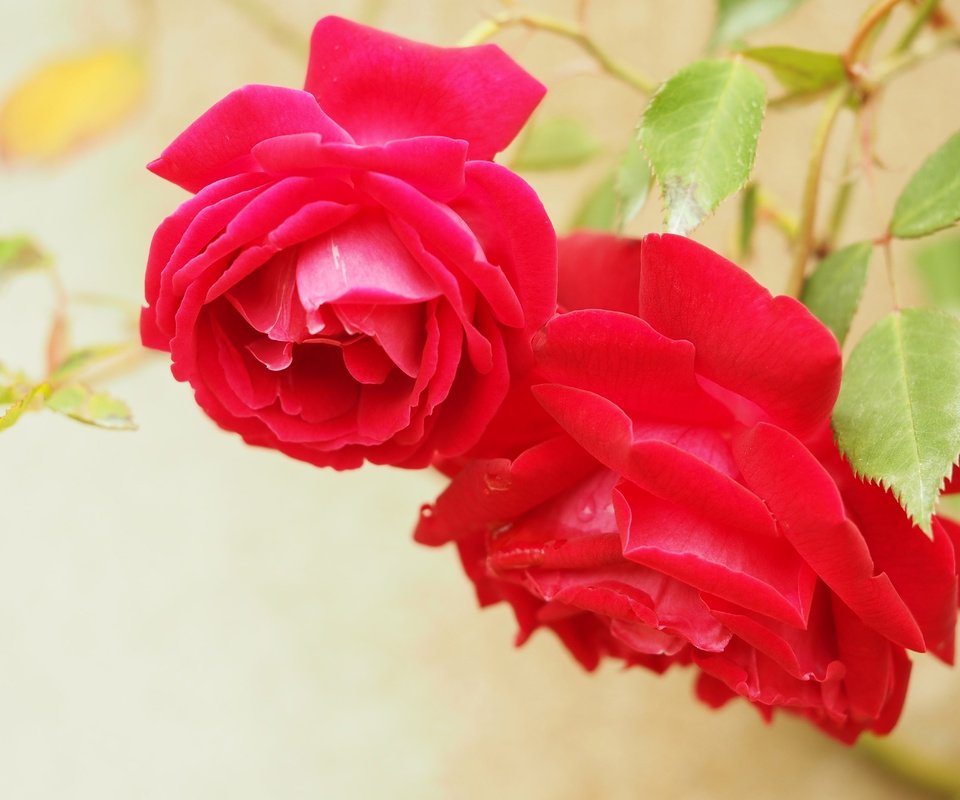 Обои цветы, макро, розы, лепестки, flowers, macro, roses, petals разрешение 4608x3456 Загрузить