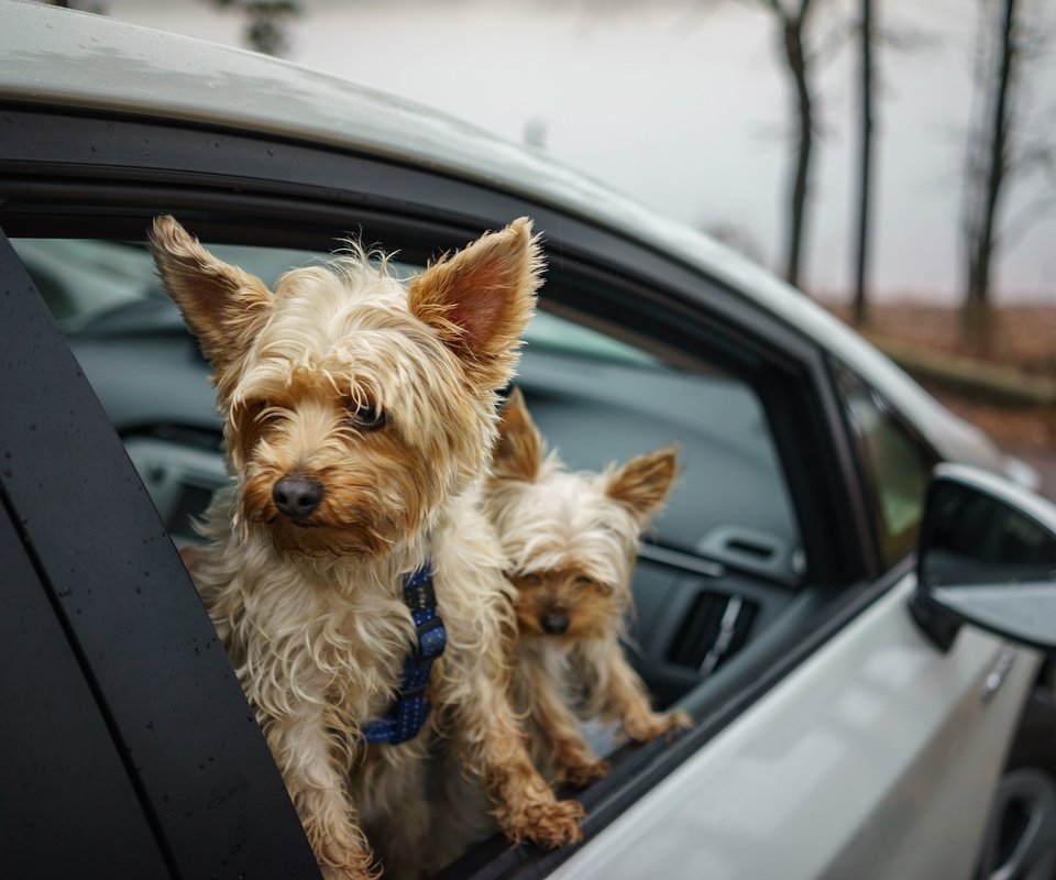 Обои машина, друзья, собаки, йоркширский терьер, machine, friends, dogs, yorkshire terrier разрешение 2048x1367 Загрузить