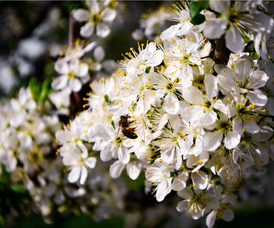Обои цветение, насекомое, пейзаж, весна, пчела, flowering, insect, landscape, spring, bee разрешение 4608x3072 Загрузить
