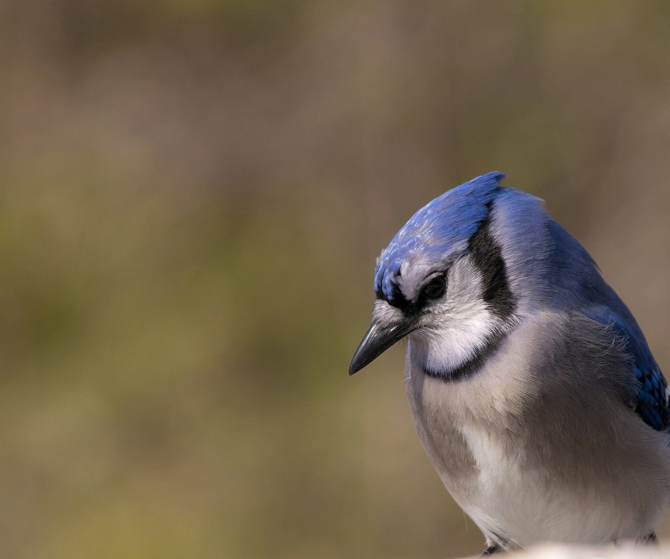 Обои природа, птица, клюв, перья, сойка, голубая сойка, nature, bird, beak, feathers, jay, blue jay разрешение 2048x1366 Загрузить