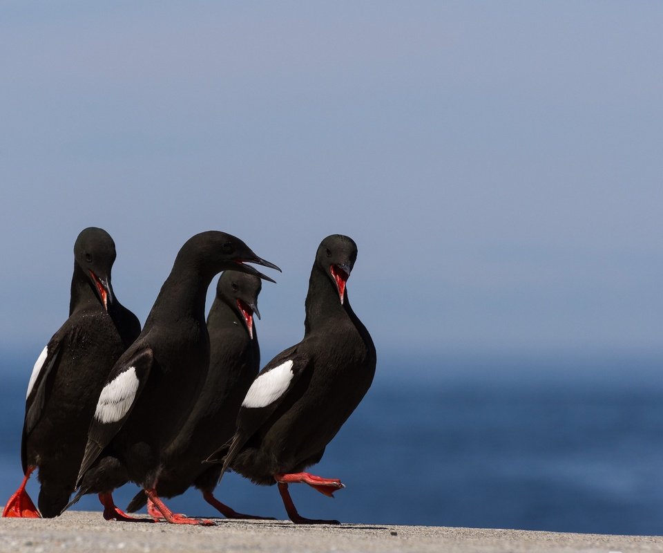 Обои природа, птицы, птица, клюв, перья, обыкновенный чистик, nature, birds, bird, beak, feathers, common guillemot разрешение 2048x1302 Загрузить