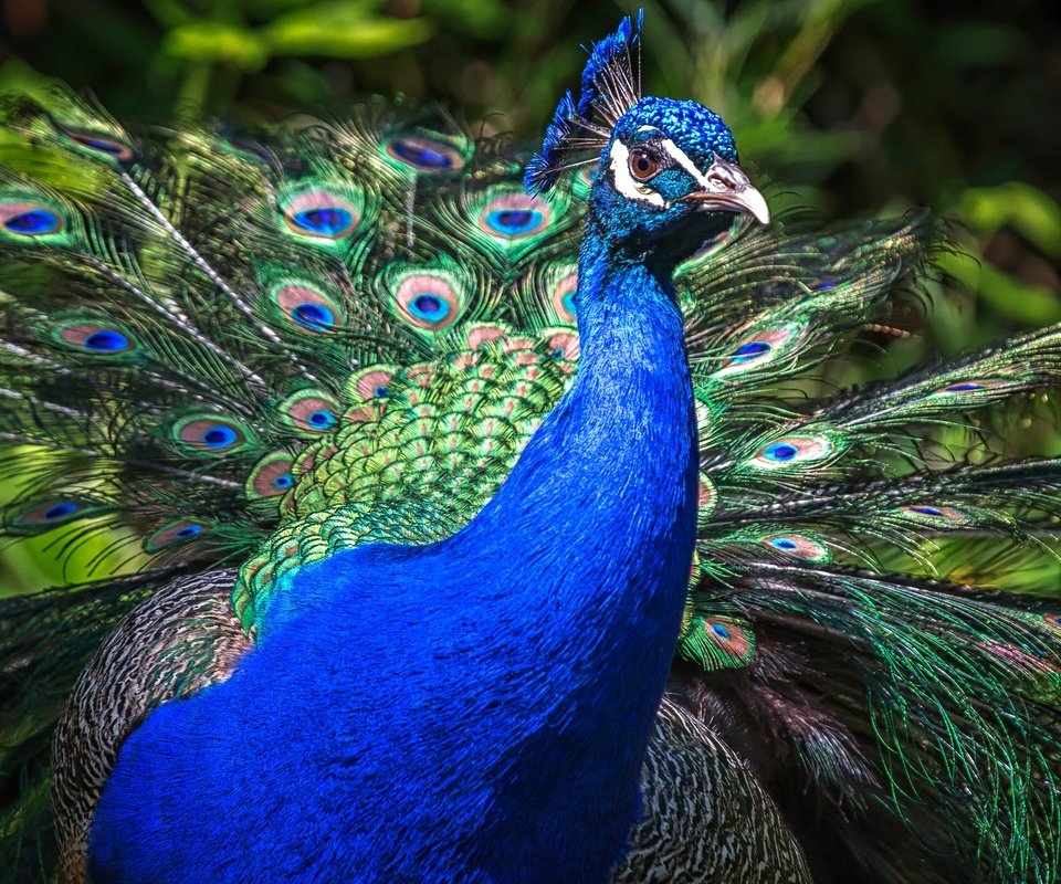 Обои природа, птица, клюв, павлин, перья, хвост, оперение, nature, bird, beak, peacock, feathers, tail разрешение 2048x1152 Загрузить