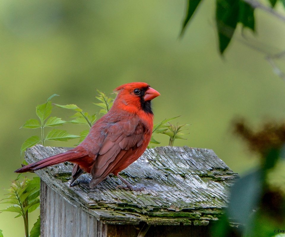 Обои природа, птица, клюв, оперение, кардинал, nature, bird, beak, tail, cardinal разрешение 2343x1626 Загрузить