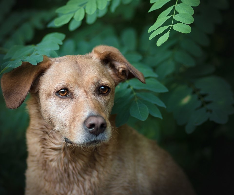 Обои природа, зелень, ветки, собака, друг, лабрадор, боке, nature, greens, branches, dog, each, labrador, bokeh разрешение 2560x1564 Загрузить