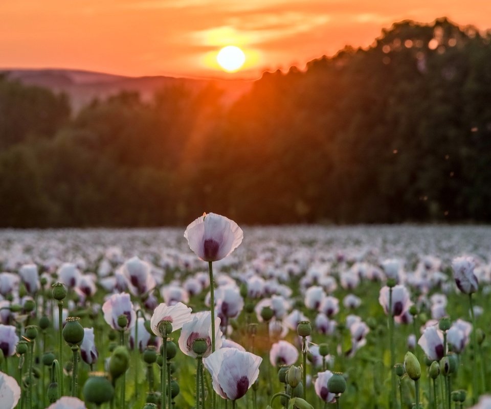 Обои цветы, деревья, солнце, природа, закат, поле, маки, matthias ludwig, flowers, trees, the sun, nature, sunset, field, maki разрешение 2560x1442 Загрузить