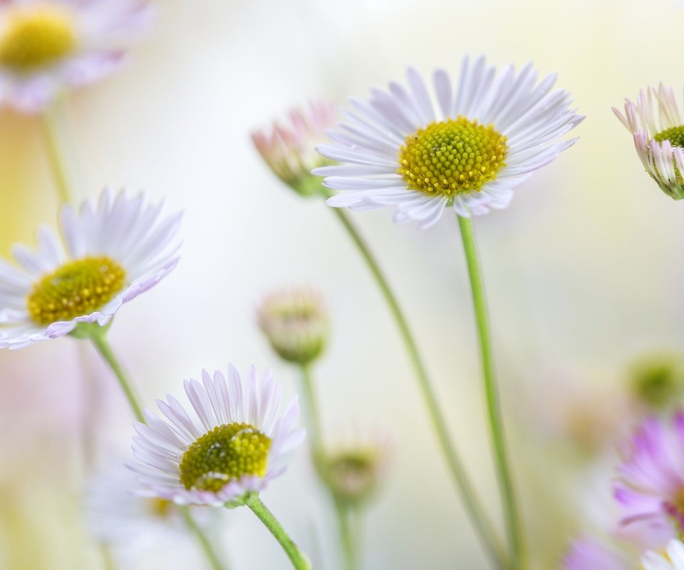 Обои цветы, лето, лепестки, ромашки, стебли, боке, маргаритки, flowers, summer, petals, chamomile, stems, bokeh, daisy разрешение 2048x1365 Загрузить