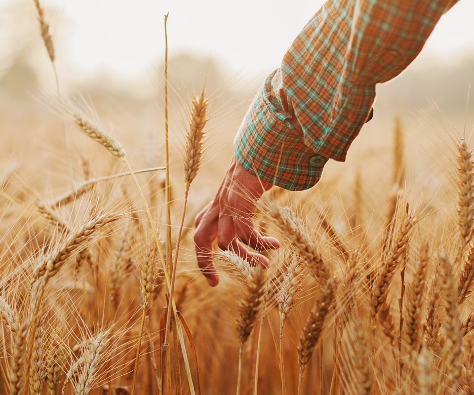 Обои рука, настроение, лето, колосья, пшеница, hand, mood, summer, ears, wheat разрешение 2048x1360 Загрузить
