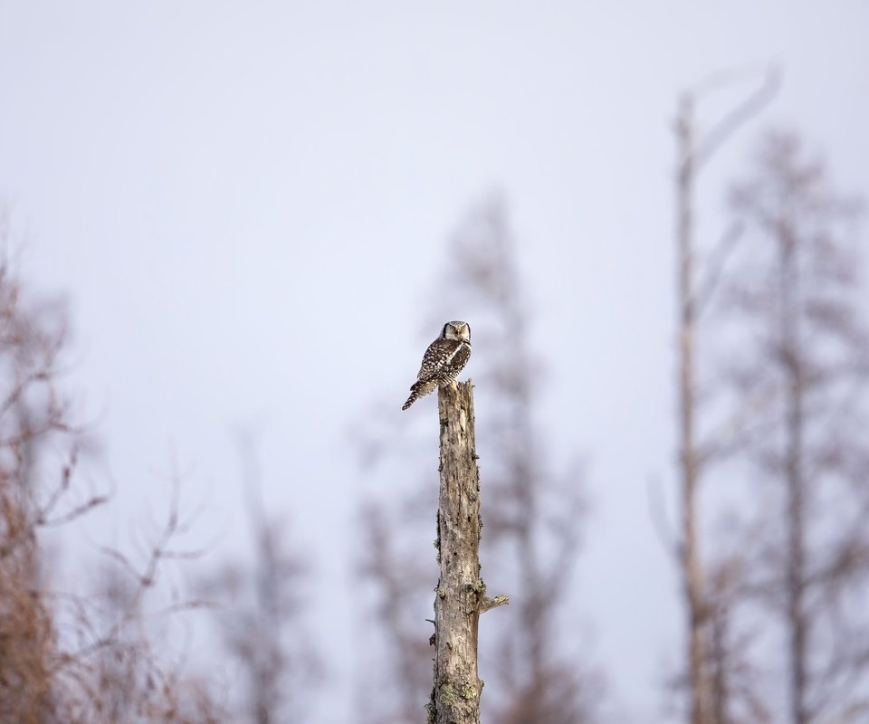 Обои сова, природа, дерево, фон, птица, owl, nature, tree, background, bird разрешение 2048x1365 Загрузить