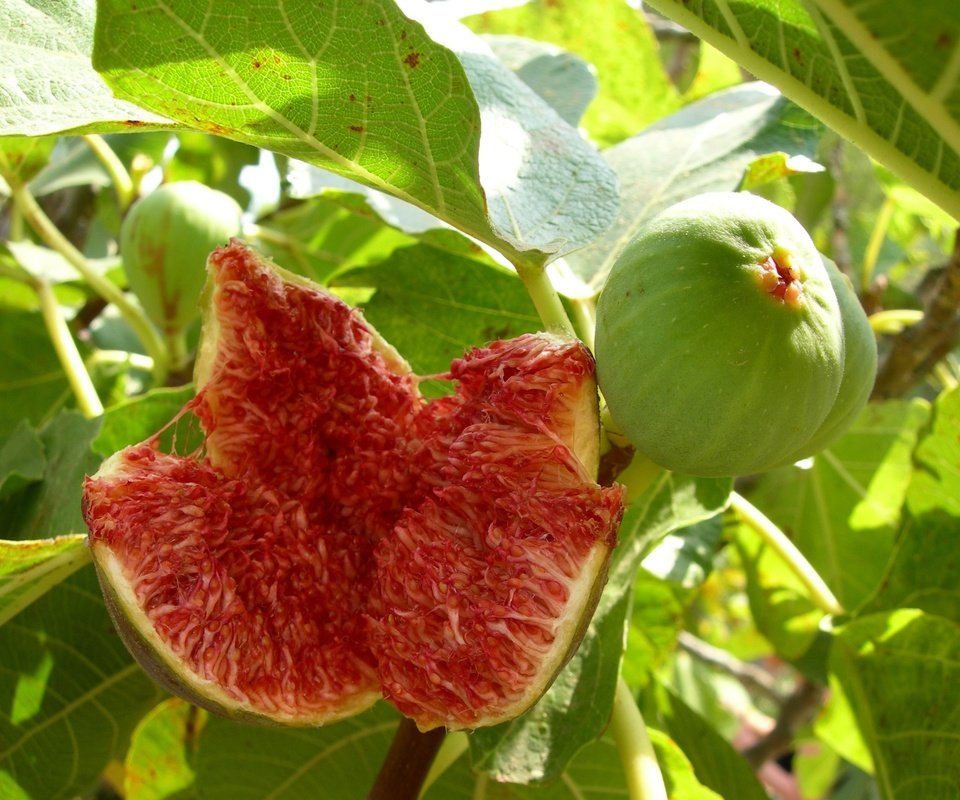Обои листья, фрукты, плоды, инжир, смоква, фига, leaves, fruit, figs, fig, guys разрешение 3072x2304 Загрузить