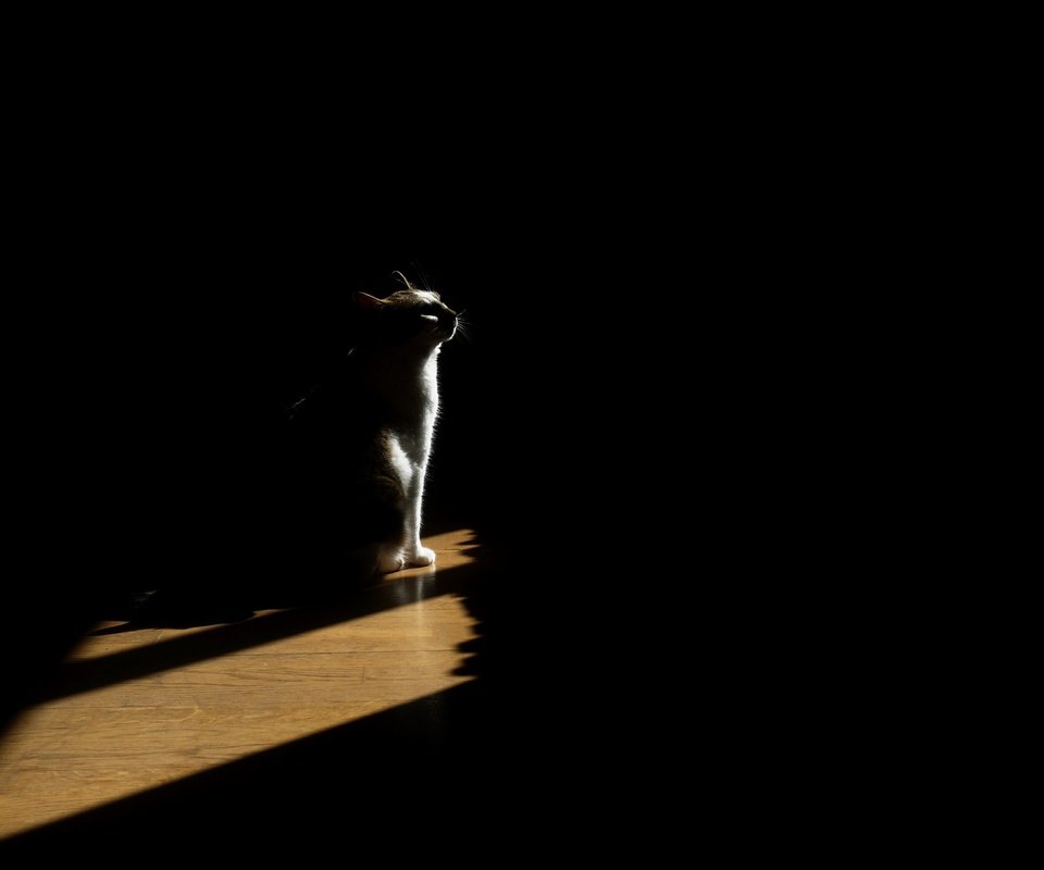 Обои свет, кот, кошка, тень, дом, light, cat, shadow, house разрешение 2048x1390 Загрузить