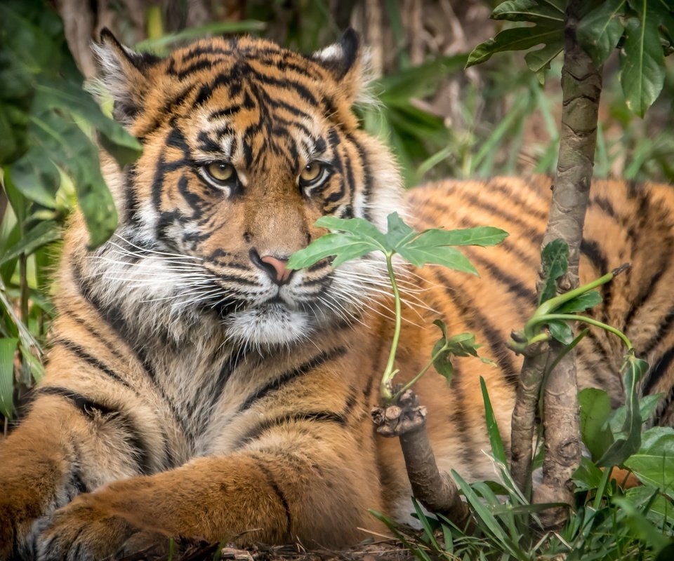 Обои тигр, большая кошка, детеныш, суматранский тигр, tiger, big cat, cub, sumatran tiger разрешение 3000x2000 Загрузить
