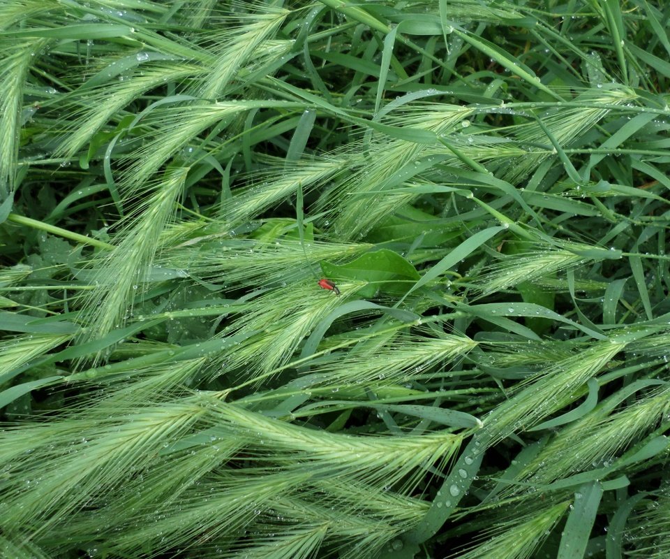 Обои трава, насекомое, капли, лето, дождь, колоски, grass, insect, drops, summer, rain, spikelets разрешение 4608x3456 Загрузить