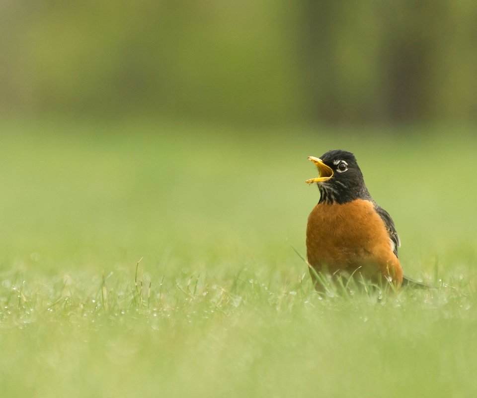 Обои трава, природа, птица, клюв, дрозд, странствующий дрозд, grass, nature, bird, beak, thrush, well, turdus migratorius разрешение 2048x1284 Загрузить