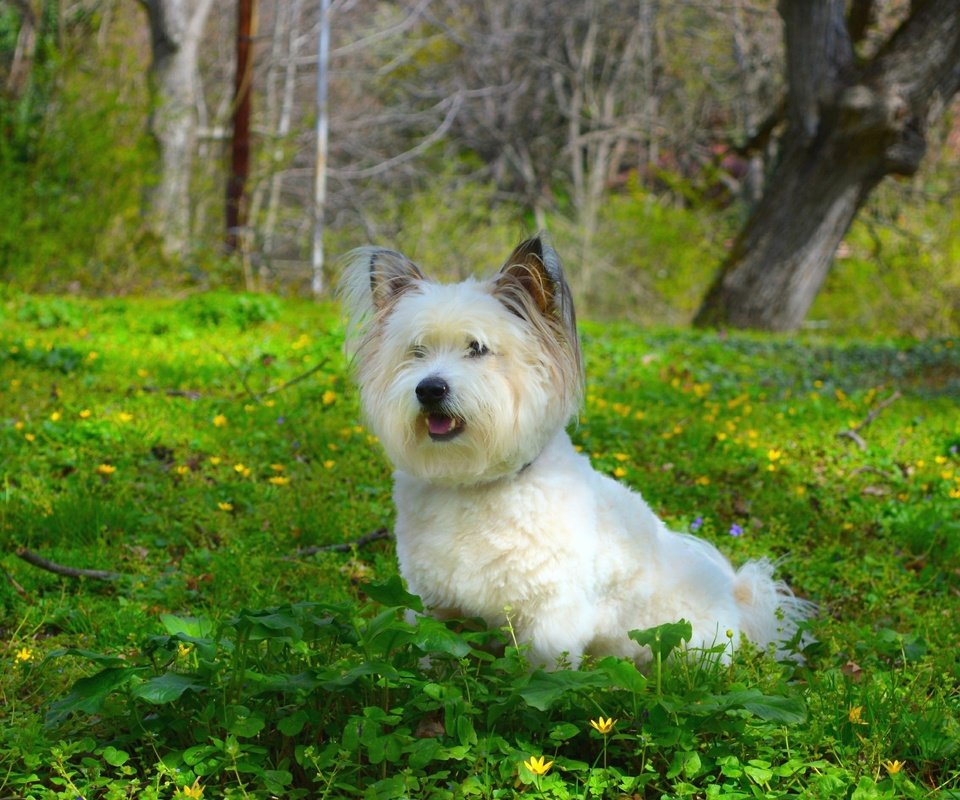 Обои трава, собачка, вест-хайленд-уайт-терьер, grass, dog, the west highland white terrier разрешение 3000x1883 Загрузить