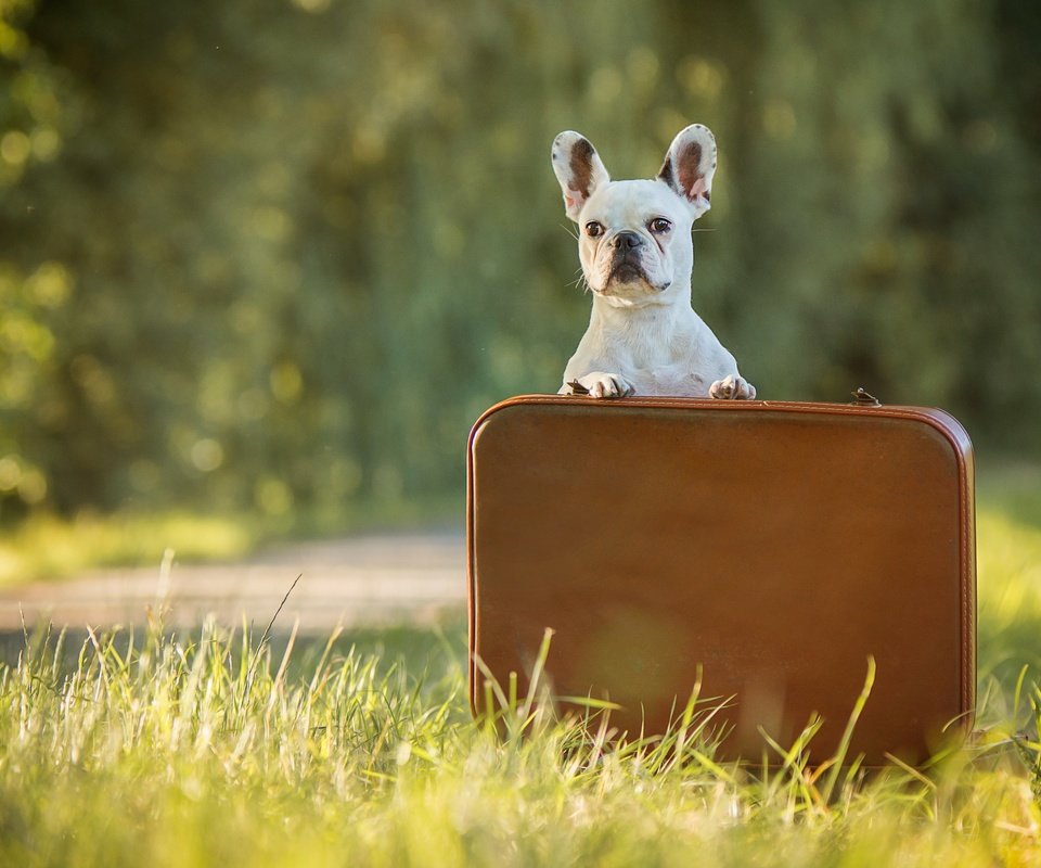 Обои трава, собака, бульдог, кейс, французский бульдог, grass, dog, bulldog, case, french bulldog разрешение 3600x2400 Загрузить