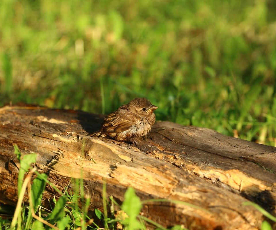 Обои птица, воробей, травка, птичка, бревно, птинец, bird, sparrow, weed, log, ptenec разрешение 1920x1280 Загрузить