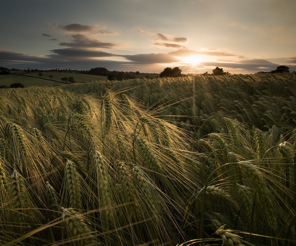 Обои закат, лето, колосья, пшеница, sunset, summer, ears, wheat разрешение 2048x1367 Загрузить