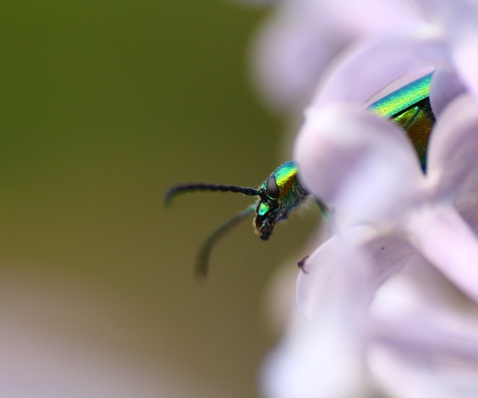 Обои жук, насекомое, фон, усики, сирень, beetle, insect, background, antennae, lilac разрешение 1920x1280 Загрузить