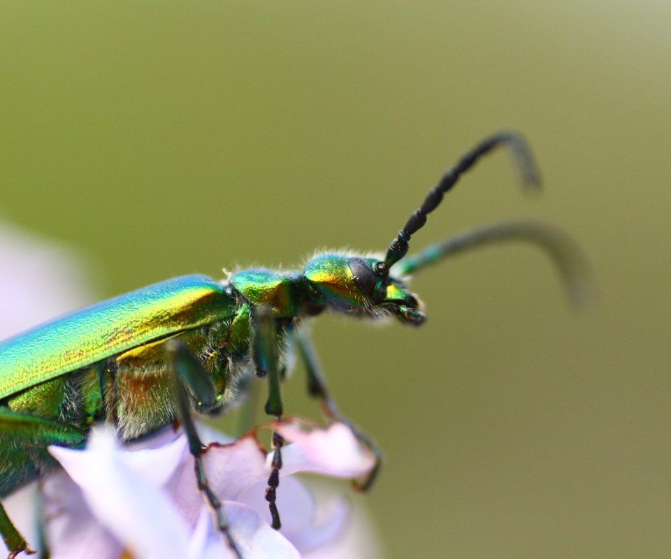 Обои жук, насекомое, фон, усики, beetle, insect, background, antennae разрешение 1920x1280 Загрузить